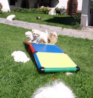 Bichons Bolonais at play in the garden - 8 weeks old