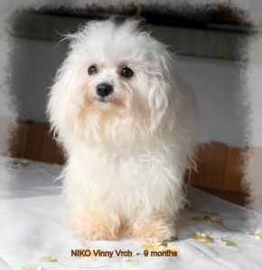 bichon bolonais Niko Vinny Vrch 9 months chez Marguerite Seeberger