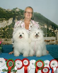 Bolognese Star Audrey and Donald at Havanese Stars with their owner Virginia Dowty