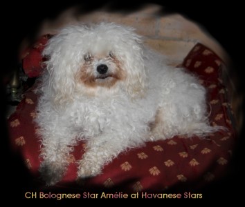 CH Bolognese Star Amlie at Havanese Stars  Marguerite Seeberger
