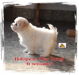 Bolognese Star Hongi at Havanese Stars - M. Seeberger