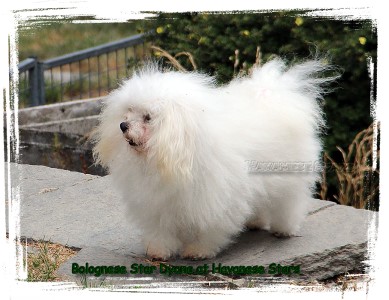 bichon bolognese femelle Dyana 4 ans Havanese Stars