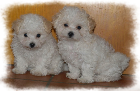 chiots bichon Bolonais at Havanese Stars