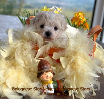 puppy bolognese at Havanese Stars M. Seeberger