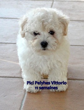 Bolognese puppy Pici Pelyhes at Havanese Stars Marguerite Seeberger