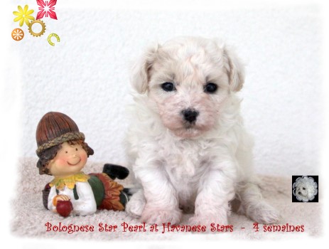bichon bolonais puppy bolognese Bologneserwelpe at Havanese Stars
