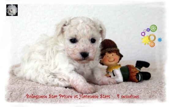 Bolognese Puppies, Bologneser Welpe at Havanese Stars
