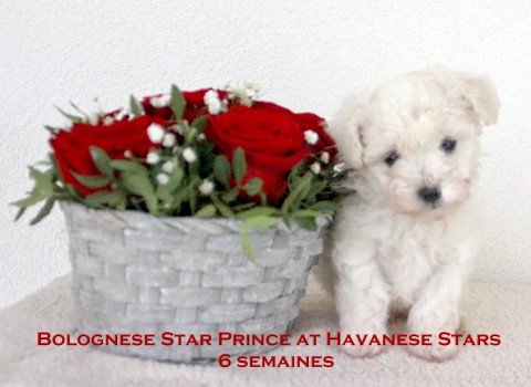 bolognese puppy Bologneser Bolonais chiot at Havanese Stars