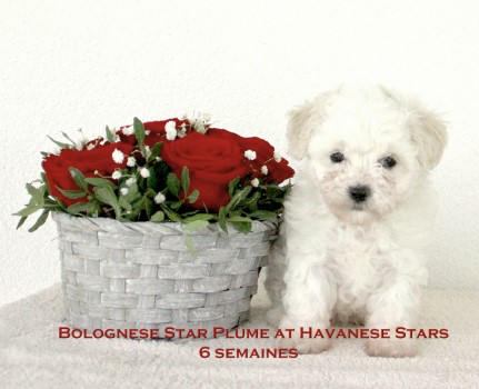 Bolognese puppy bichon bolonais Havanese Stars Marguerite Seeberger