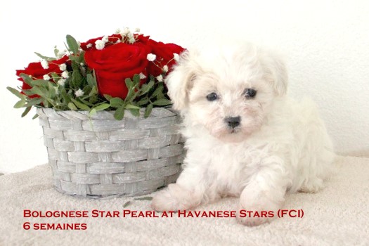 bolognese puppy Havanese Stars Marguerite Seeberger Switzerland