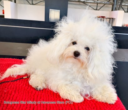 Bolognese Star Milady at Havanese Stars  Marguerite Seeberger Switzerland