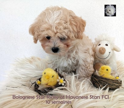 Bolognese puppy at Havanese Stars - Marguerite Seeberger Switzerland