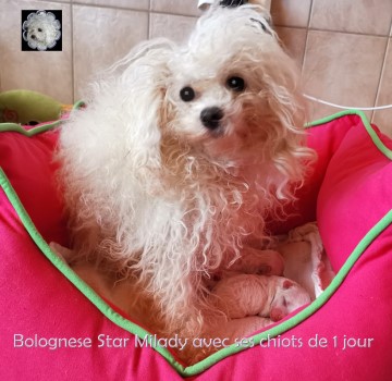 bolognese dog Bologneser Bolonais bichon at Havanese Stars