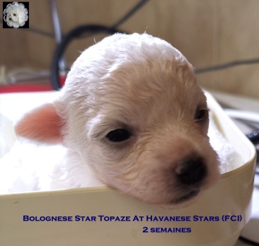 bologneser Welpe bichon bolonais chiot puppy Bolognese at Havanese Stars Marguerite Seeberger