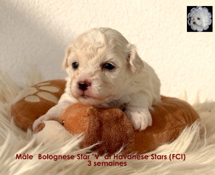 chiots bichons bolonais italian breed Seeberger Marguerite at Havanese Stars (FCI)