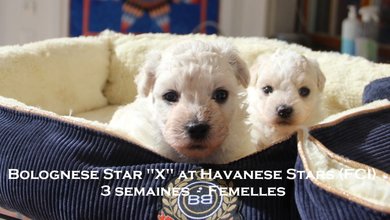 bichon bolognese puppies at Havanese Stars Seeberger Marguerite