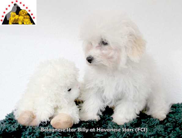 bolognese puppy male at Havanese Stars (FCI  Marguerite Seeberger