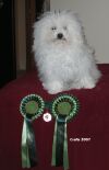 Crufts 2007  BOB Winner Lenny