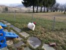 Lenny dans une partie de "son" jardin