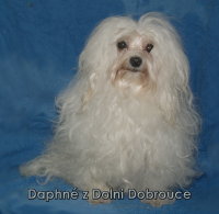 Daphne  5 ans