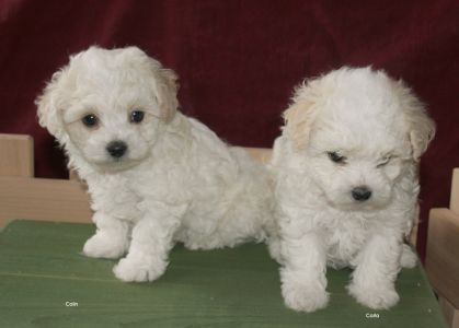 Bichon bolognese - Bologneser - Bolonais  Elevage Havanese Stars
