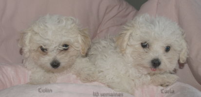 Bolognese Star "C" at Havanese Stars  Marguerite Seeberger