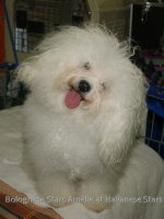 Bolognese Star Amlie at Havanese Stars 4 ans