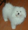 Bolognais Lenny 12 mois
