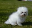 Lenny le bolognais  11 mois