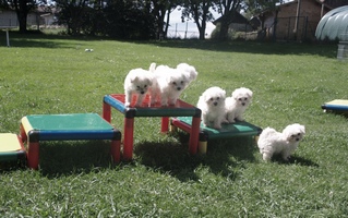 bichon bolonais jouant dans le jardin - 8 semaines