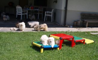 Bologneser Welpen am spiel im Garten - 8 Wochen