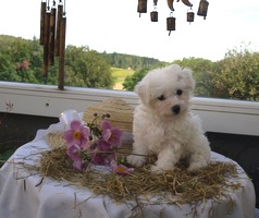 bichon bolonais mle 8 semaines