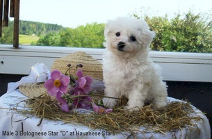 chiots bichon bolonais - 8 semaines