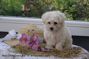 Bolognese puppy - 8 weeks old