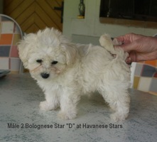 chiot bichon bolonais - 8 semaines 