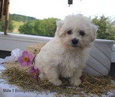 Bolognese male - 8 weeks old
