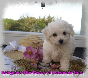 bichon bolonais femelle 8 semaines