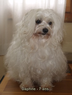 bichon bolonais 7 ans Daphn Dolni Dobrouc