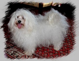 Bichon bolonais 7,5 ans Daphne Dolni z Dobrouce