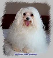 bichon bolonais Daphne z Dolni Dobrouce