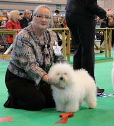 Bolognese Star Donald at Havanese Stars