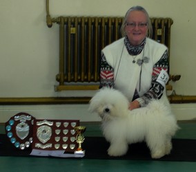 Bolognese Star Donald at Havanese Stars