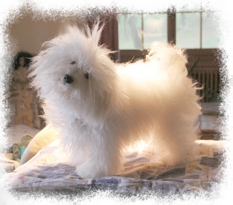Bolognese Star Douce at Havanese Stars - 10 mois