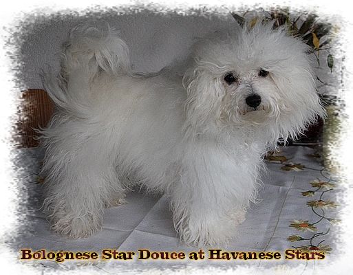 Bologneser - Bolonais - Bichon Bolonais - Havanese Stars 