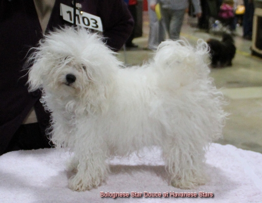 Bolognese Star Douce at Havanese Stars - 11 mois