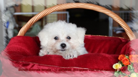 Bolognese Star at Havanese Stars - Bichons bolognese