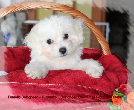 bichon bolognese of Havanese Stars Kennel Switzerland