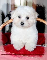 Bolognese Star at Havanese Stars - bichons