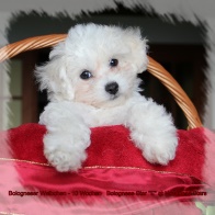 Bolognese Star at Havanese Stars  - bichons groupe 9