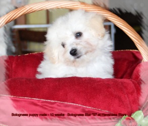 bichons bolonais de l'levage Havanese Stars